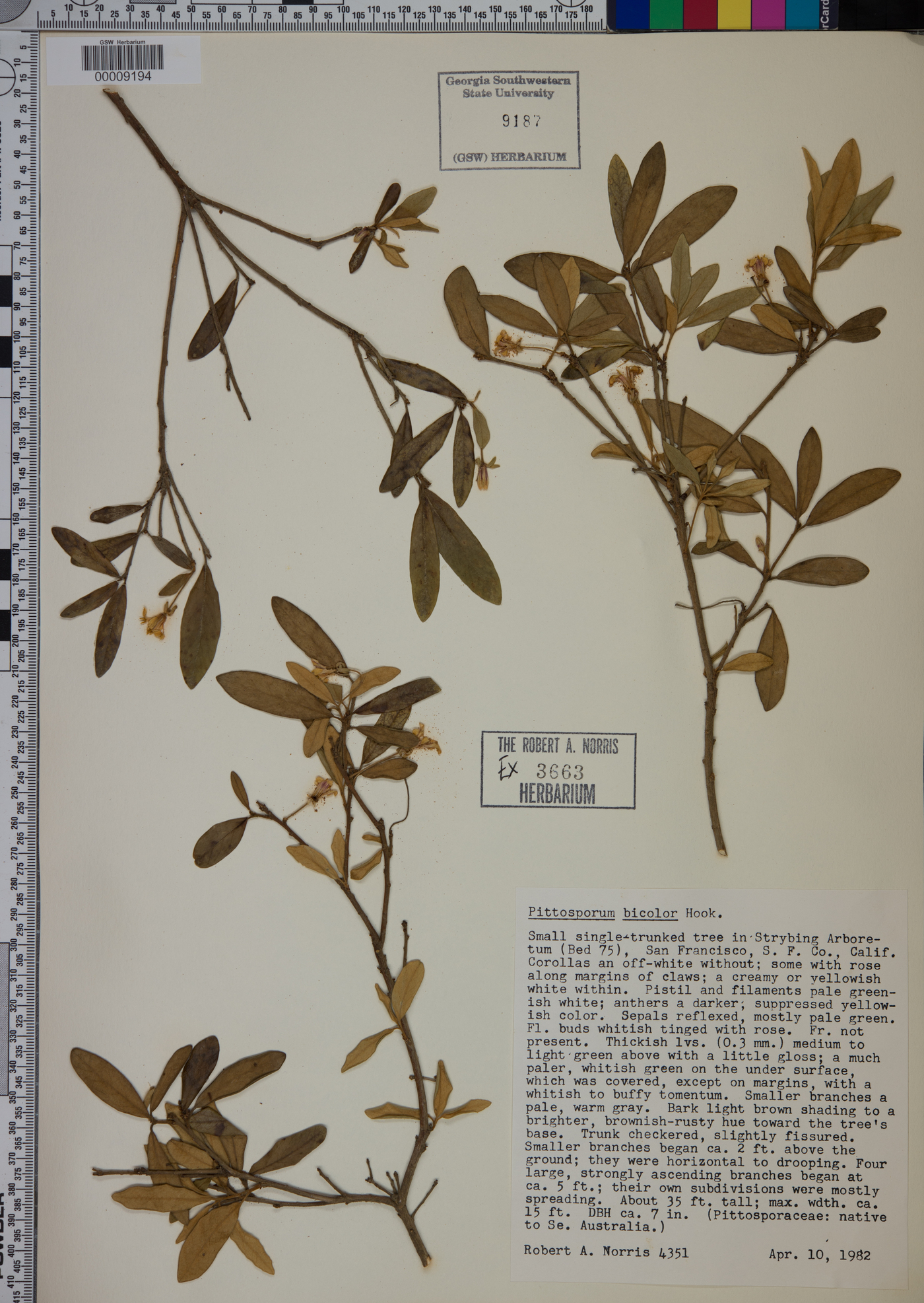 Pittosporum bicolor image