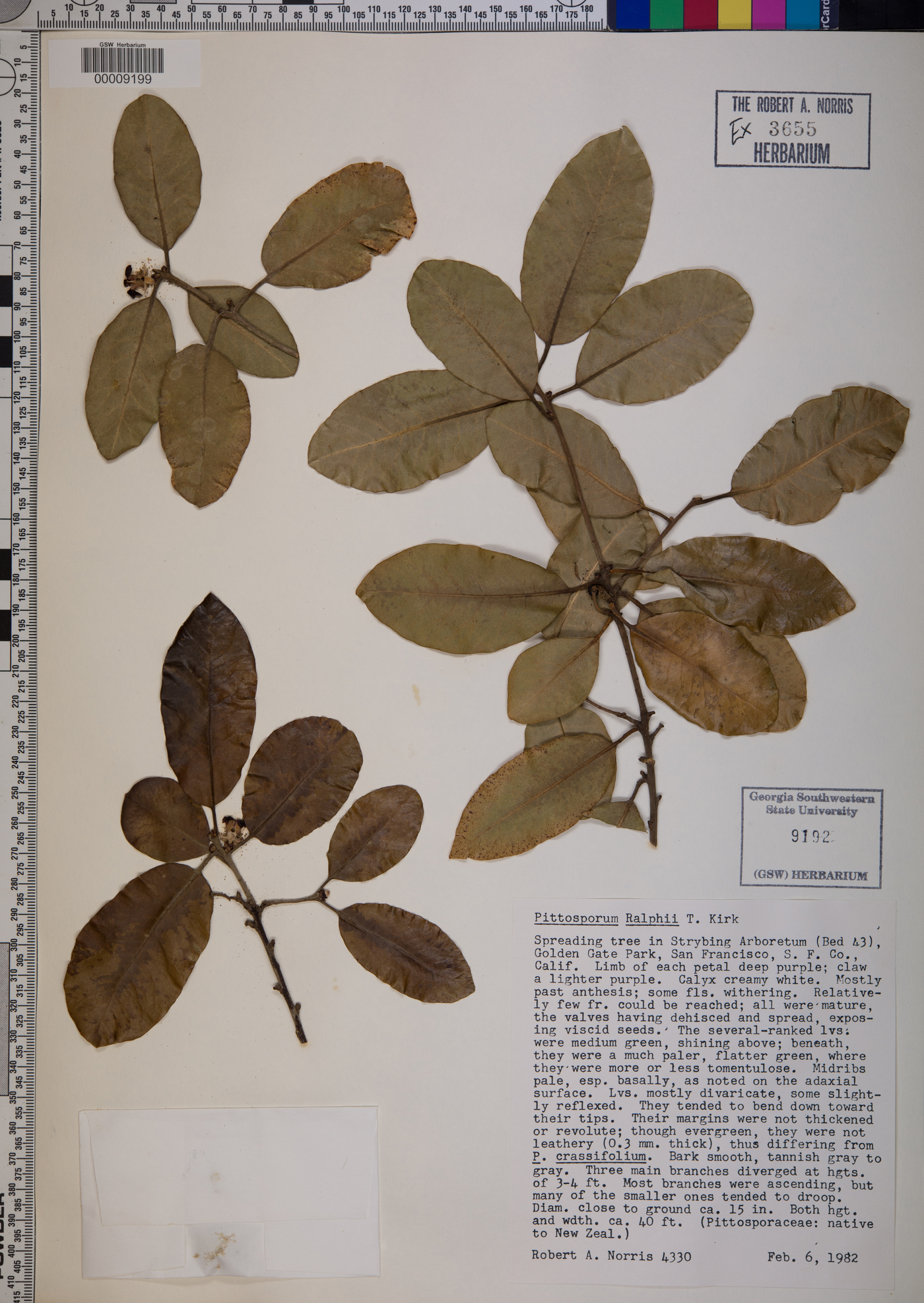 Pittosporum ralphii image