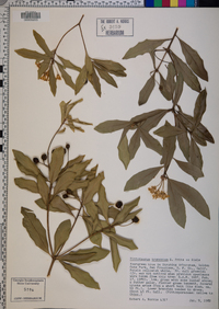 Pittosporum truncatum image