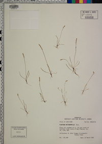 Plantago heterophylla image