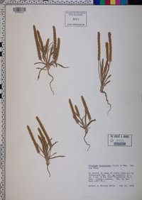 Plantago hookeriana image