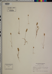 Plantago patagonica image