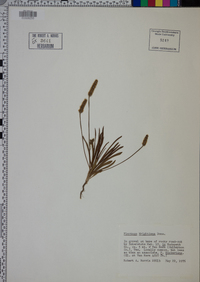 Plantago wrightiana image