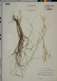 Andropogon perangustatus image