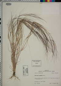 Aristida oligantha image