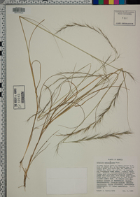 Aristida purpurascens image