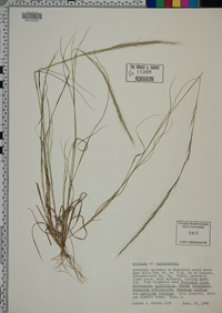 Aristida purpurascens image