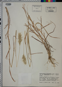 Bothriochloa barbinodis image