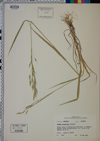 Bromus commutatus image