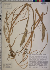 Bromus maritimus image