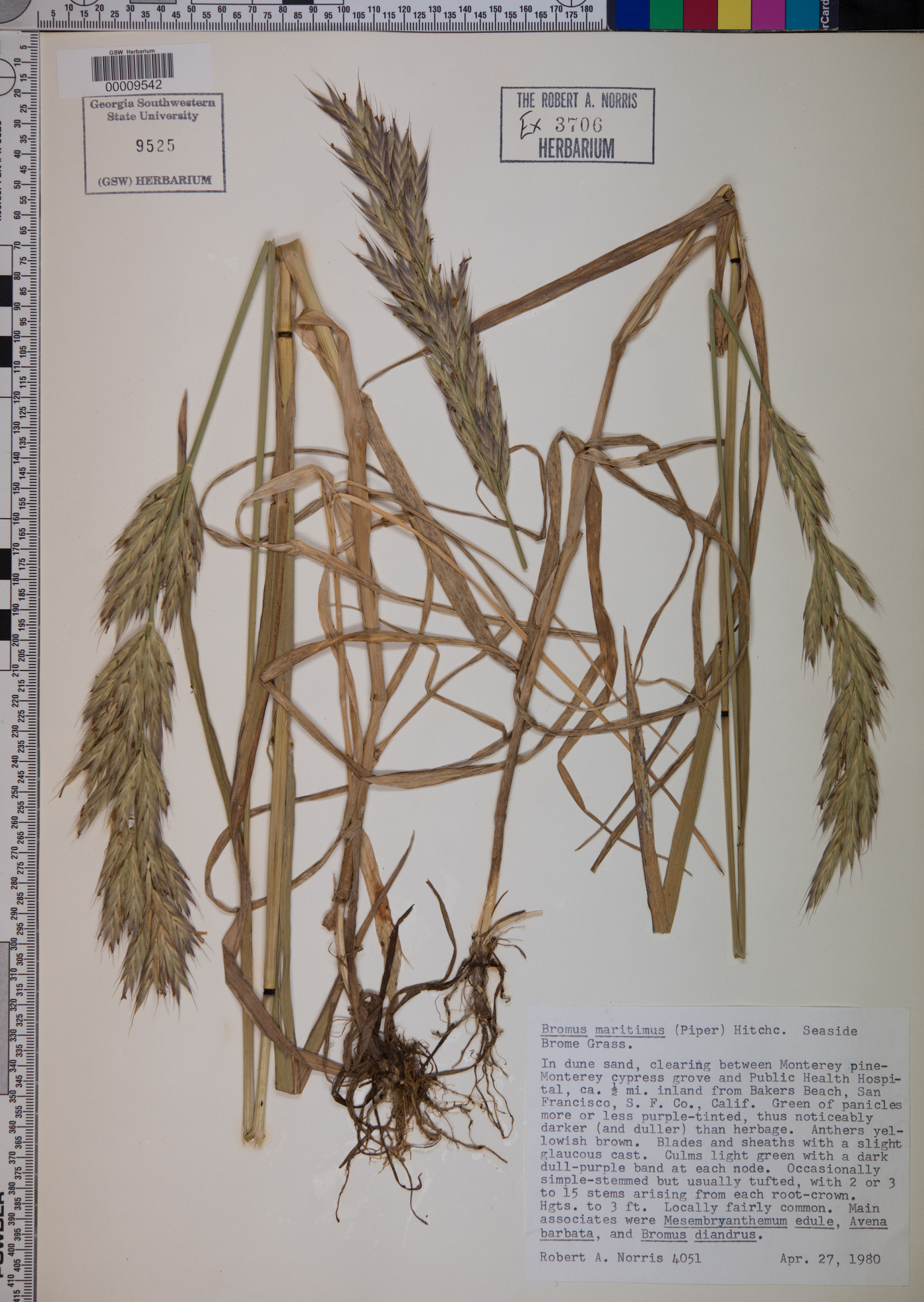 Bromus maritimus image