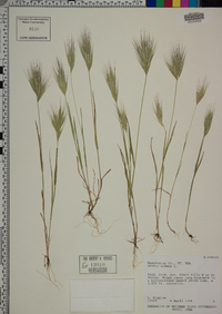 Bromus rubens image