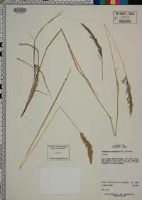 Calamagrostis purpurascens image