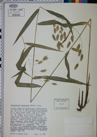 Chasmanthium latifolium image