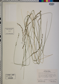 Chasmanthium sessiliflorum image