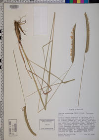 Ctenium aromaticum image