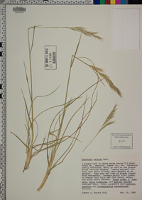 Danthonia sericea image