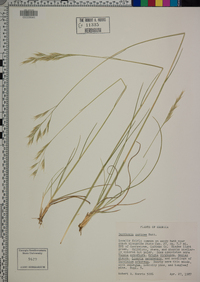 Danthonia sericea image