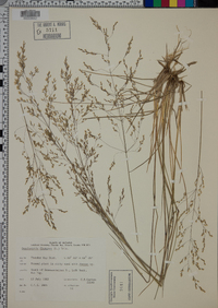 Deschampsia flexuosa image