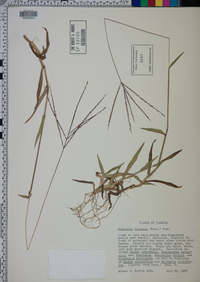 Digitaria ciliaris image