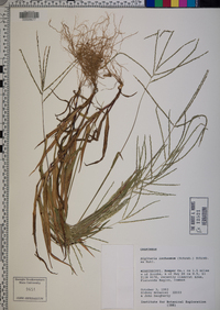 Digitaria ischaemum image