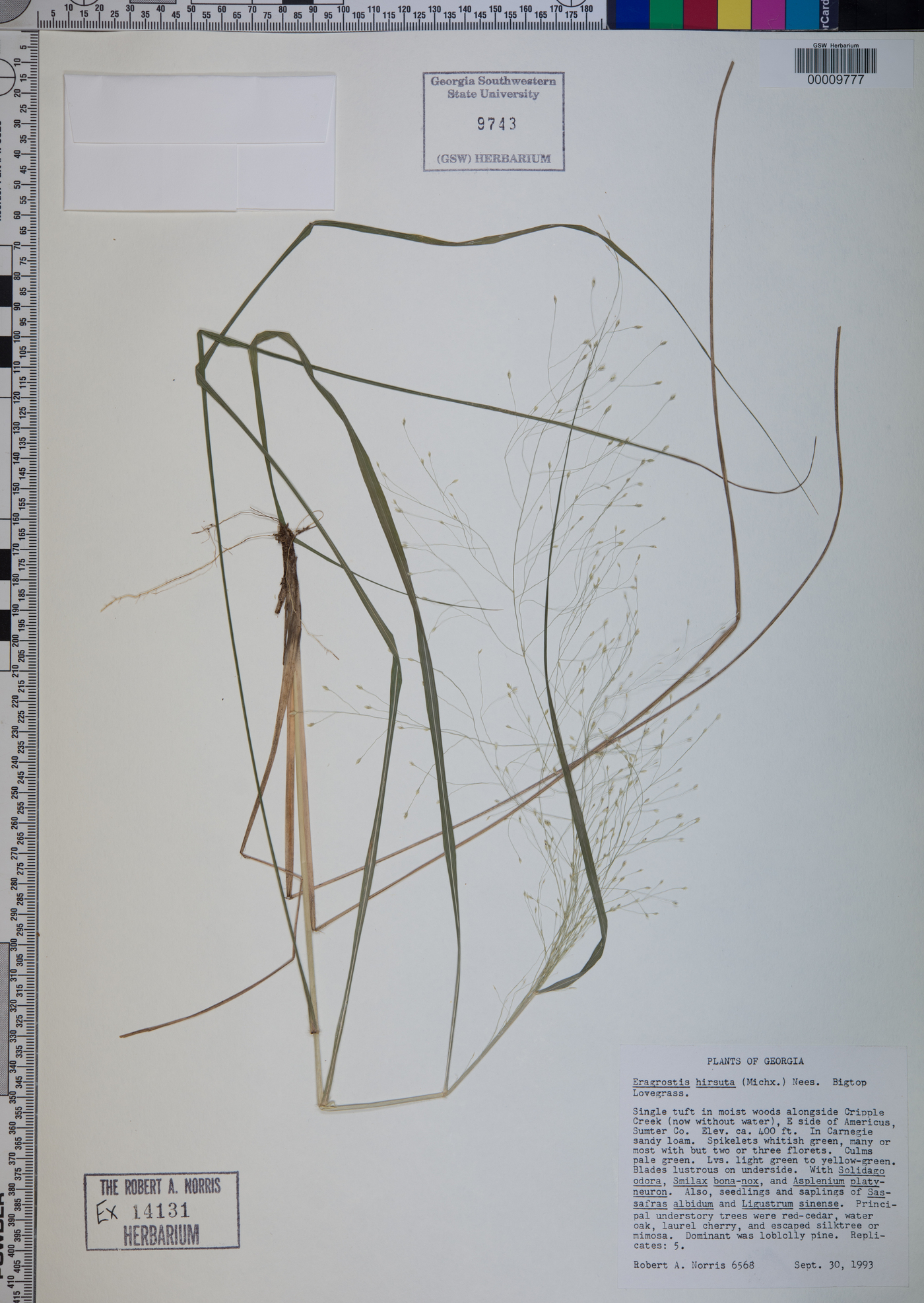 Eragrostis hirsuta image