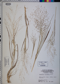 Eragrostis intermedia image