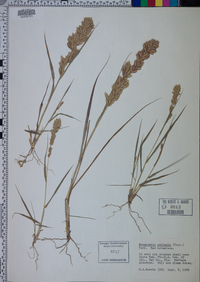 Eragrostis secundiflora image