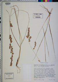 Eragrostis secundiflora image