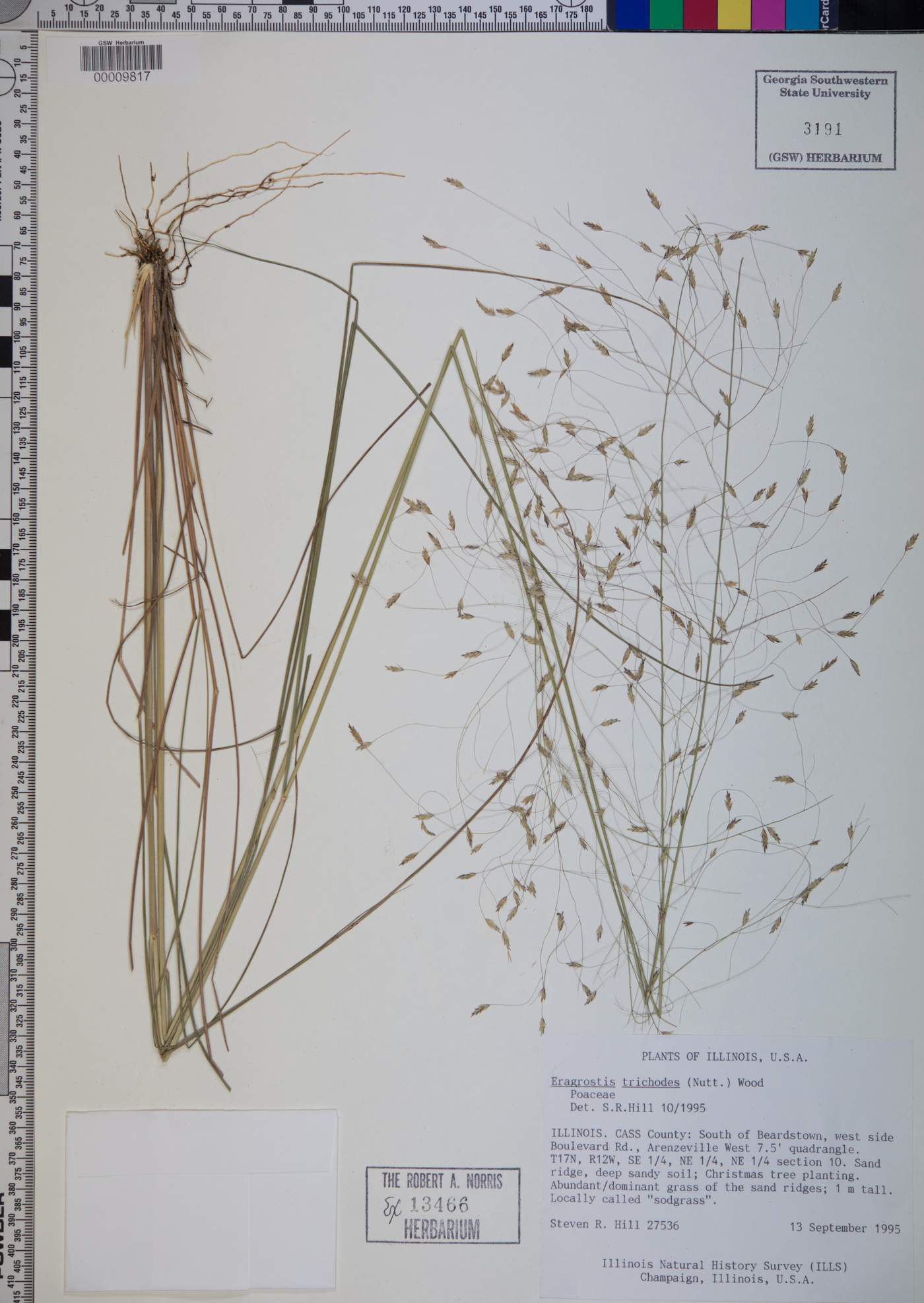 Eragrostis trichodes image