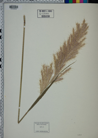 Saccharum alopecuroides image