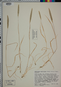 Gastridium ventricosum image