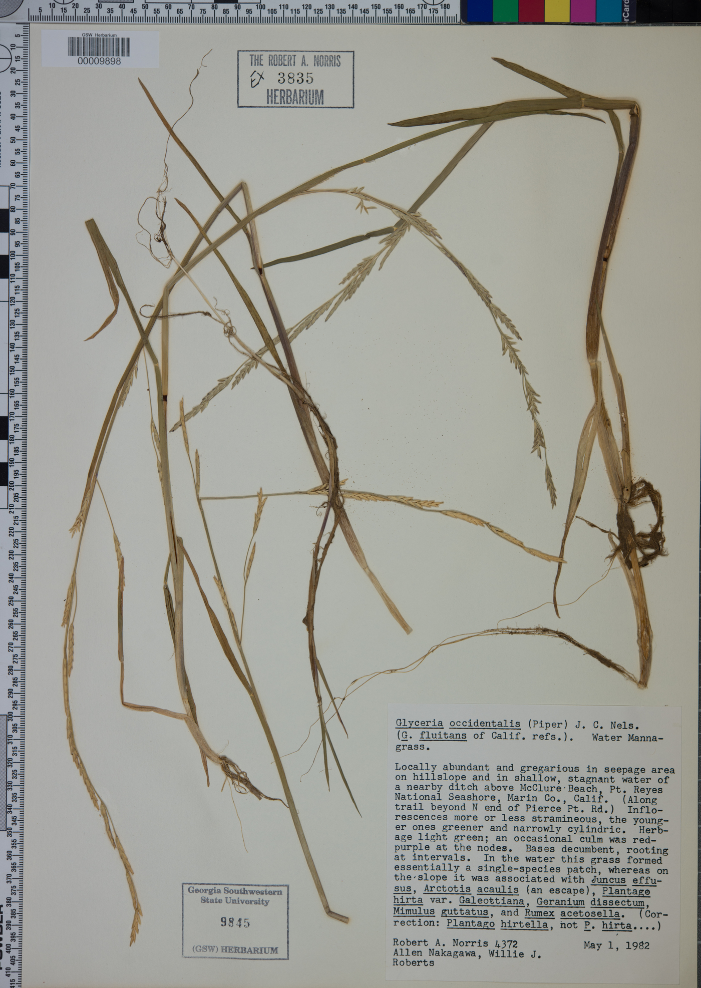 Glyceria occidentalis image