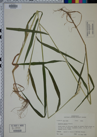 Elymus hystrix image