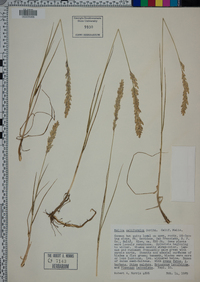 Melica californica image