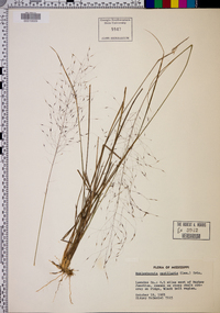 Muhlenbergia capillaris image