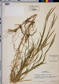 Muhlenbergia frondosa image