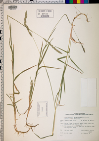 Muhlenbergia glomerata image