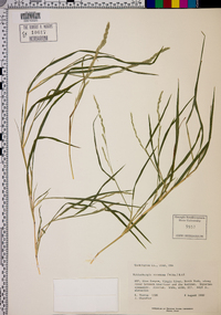 Muhlenbergia racemosa image