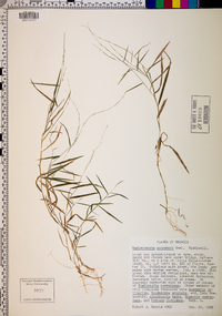 Muhlenbergia schreberi image