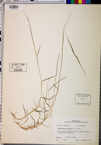 Muhlenbergia schreberi image