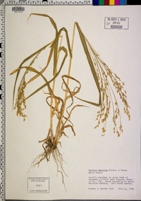 Panicum amarulum image