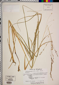 Panicum amarulum image