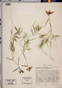 Dichanthelium dichotomum var. dichotomum image