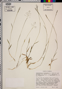 Dichanthelium ensifolium image