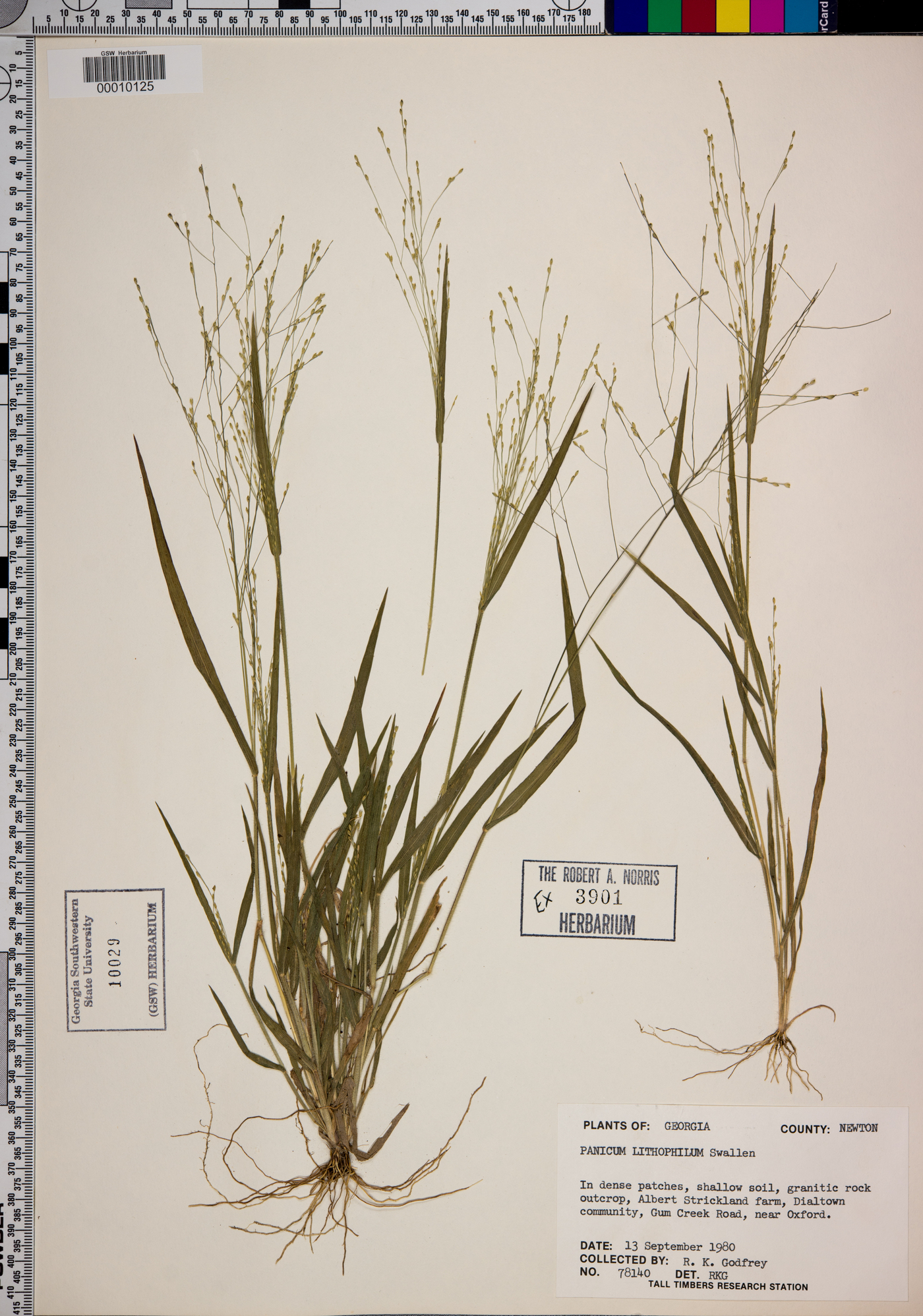 Panicum lithophilum image