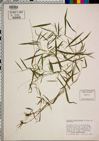 Dichanthelium portoricense image