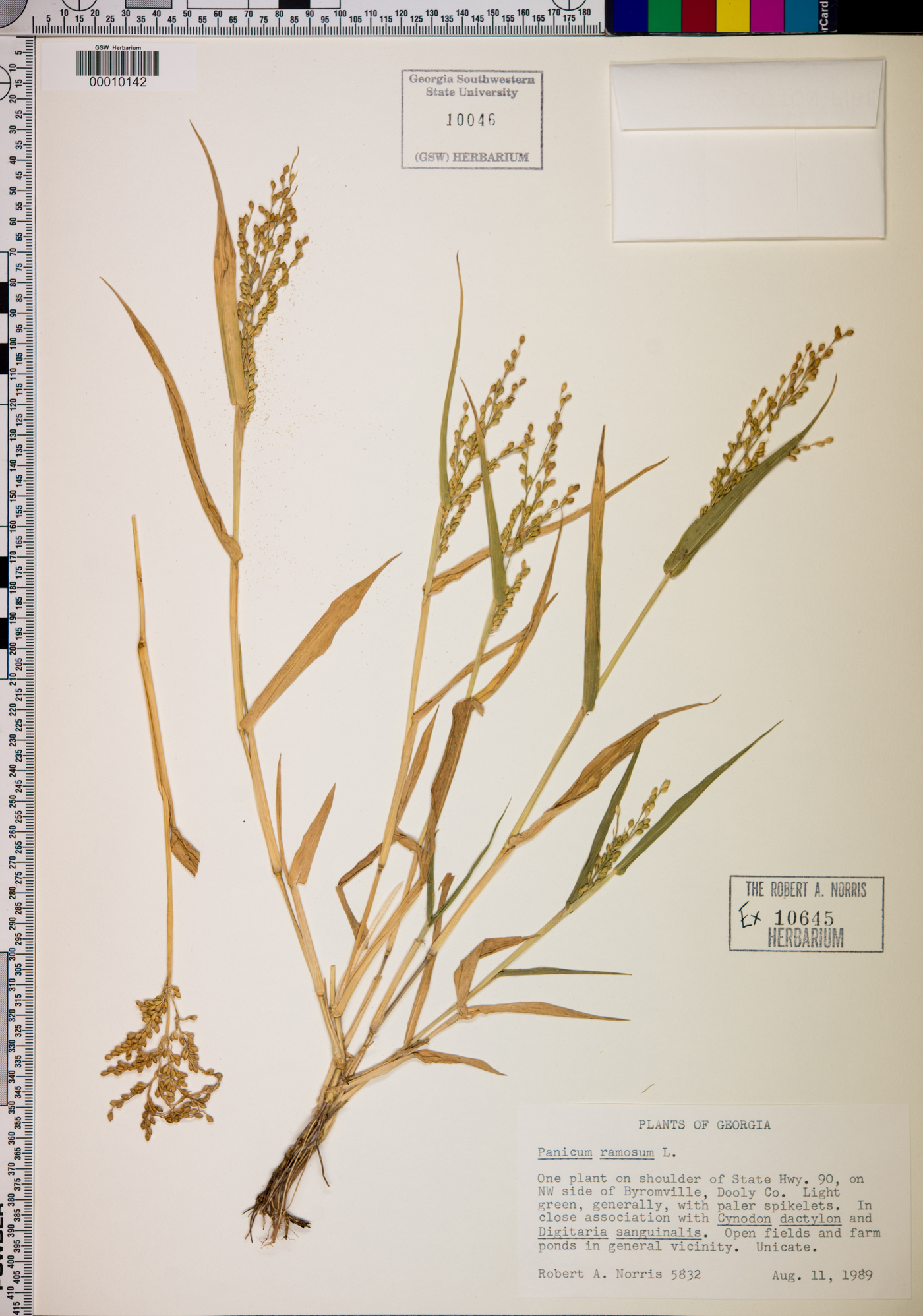 Panicum ramosum image