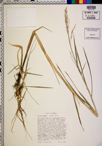 Panicum repens image