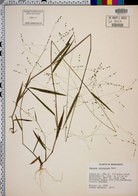 Kellochloa verrucosa image